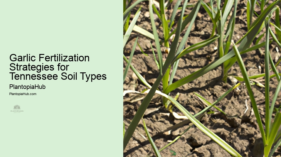 Garlic Fertilization Strategies for Tennessee Soil Types