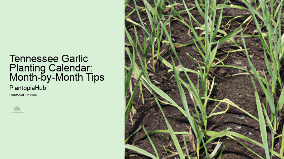 Tennessee Garlic Planting Calendar: Month-by-Month Tips